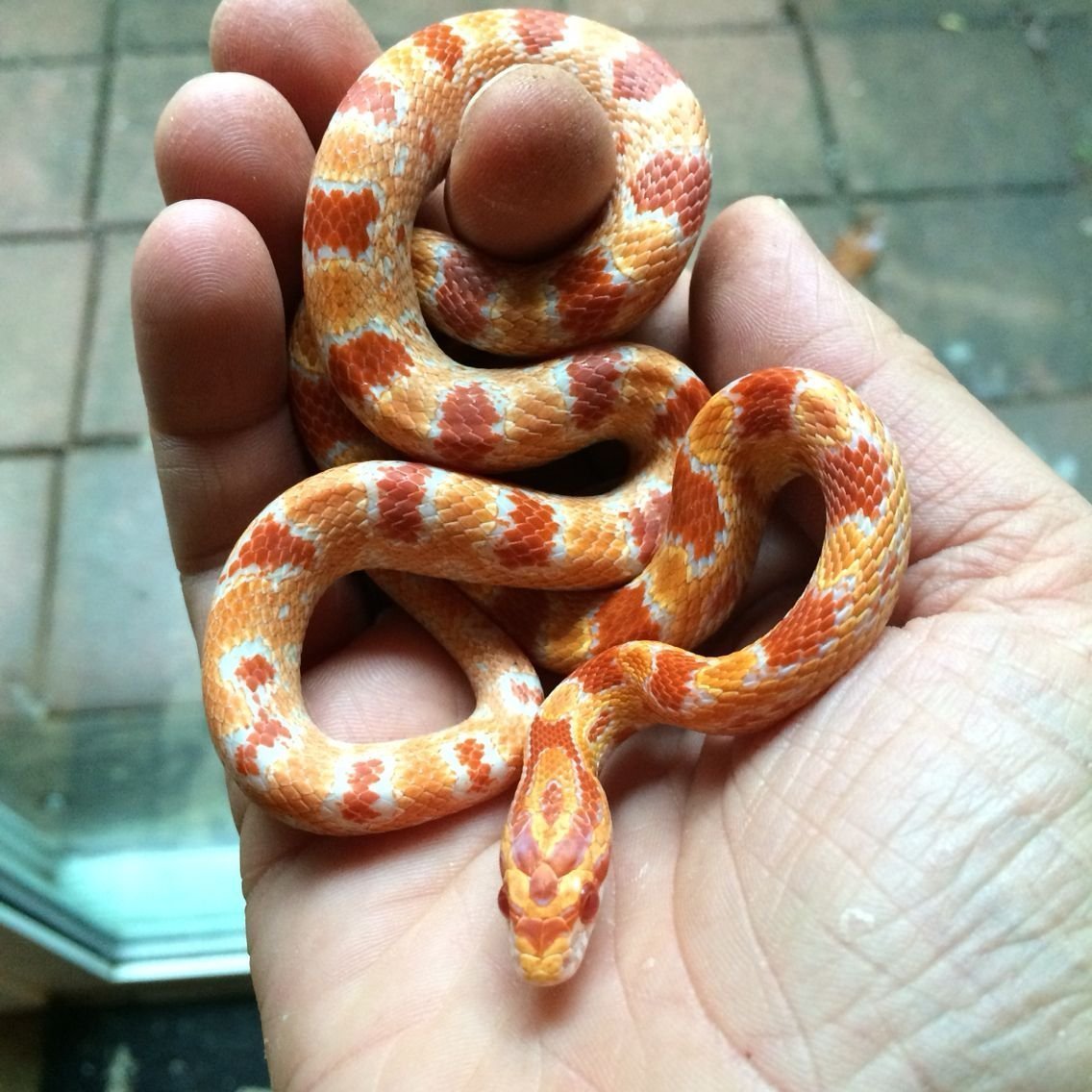 Маисовый полоз оранжевый