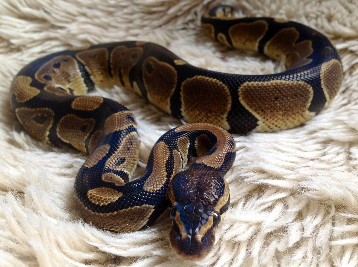 Королевский питон