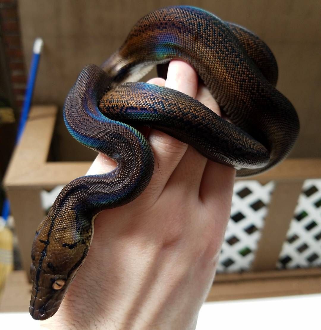 Белогубый полоз