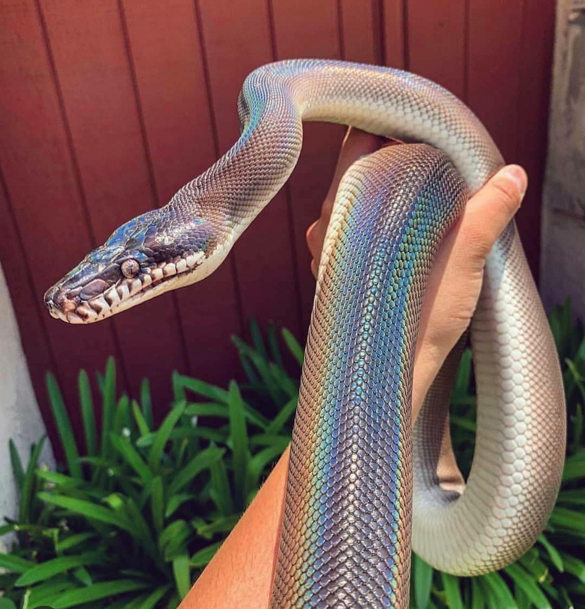 Змея белогубый питон