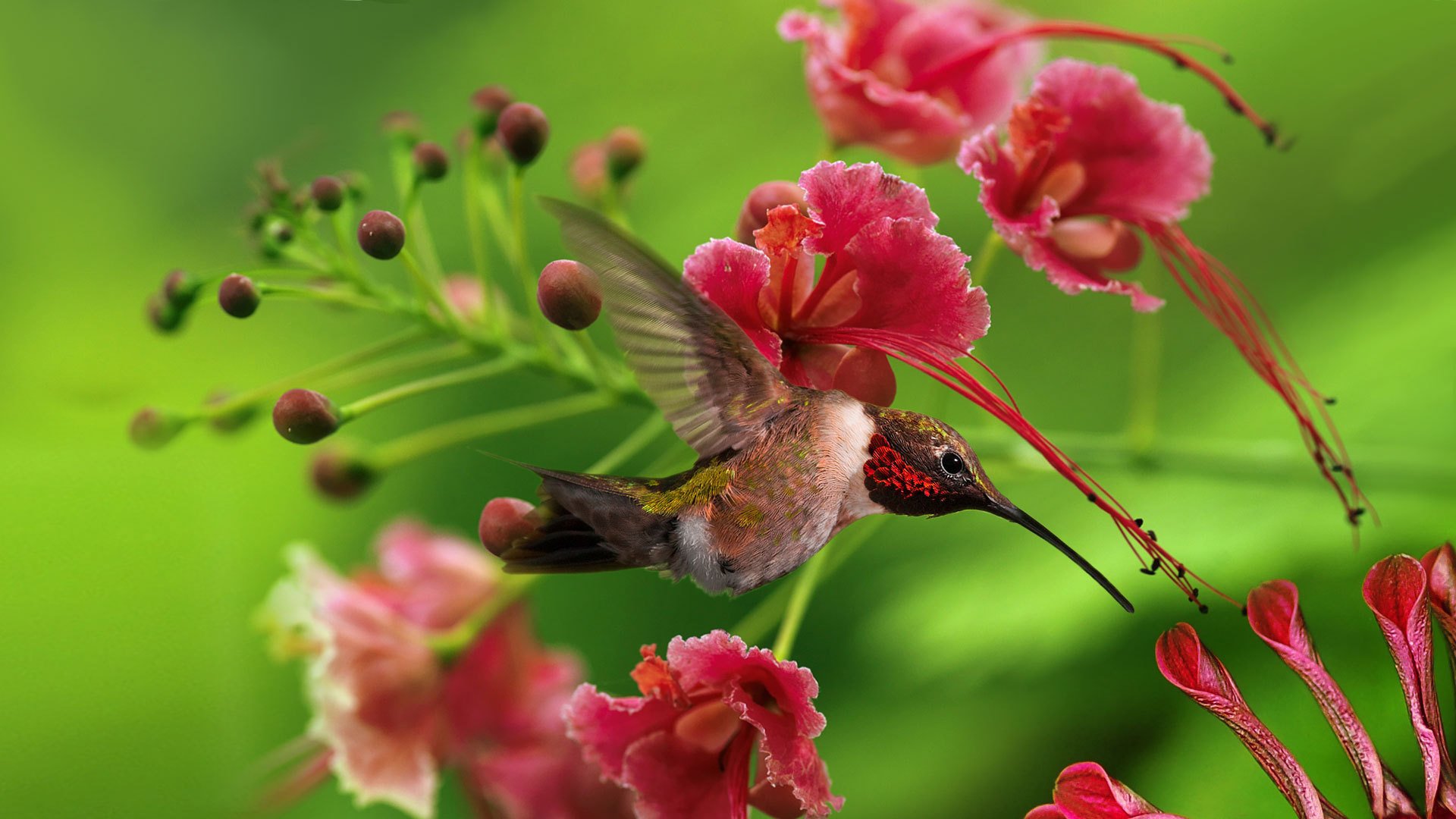 Колибри в цветах