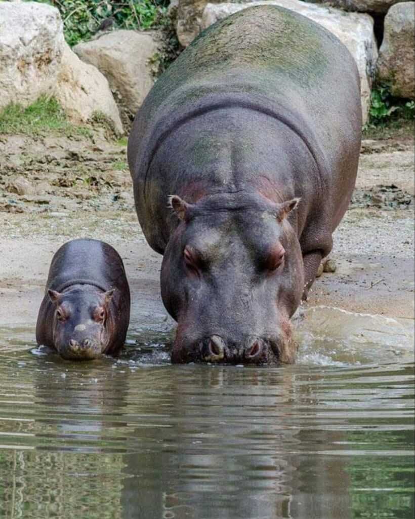 Самый милый Бегемотик