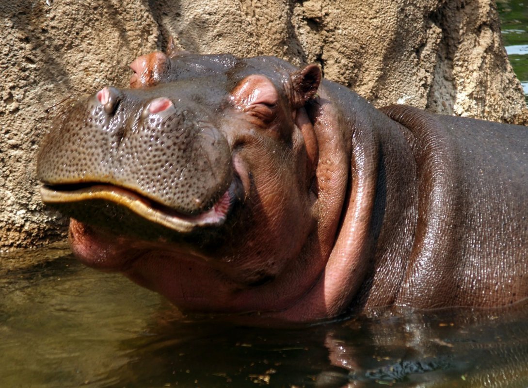 Бегемот хищник или травоядное животное