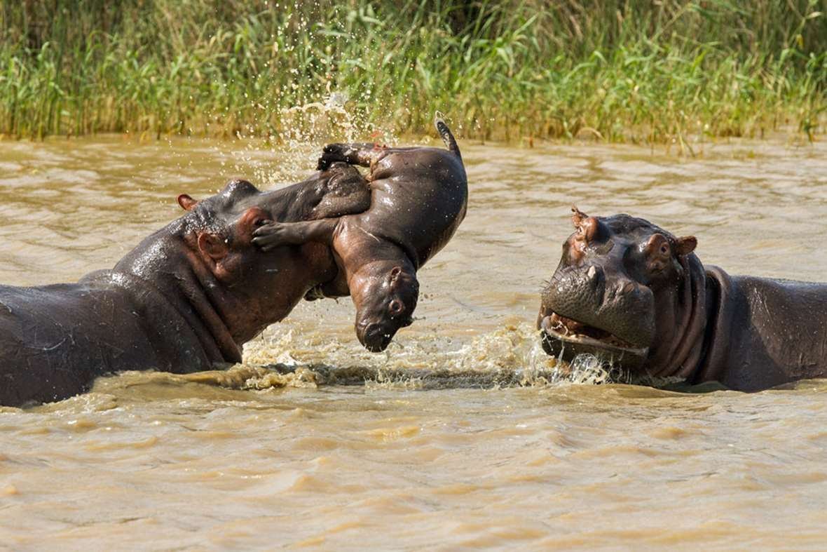 Бегемот женского рода