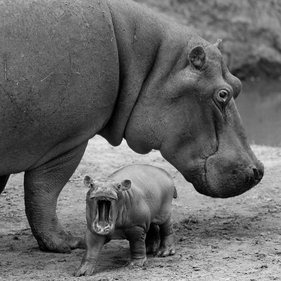 Бегемоты в Танзании