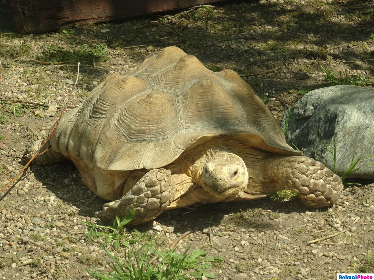 Животные зоопарка черепаха