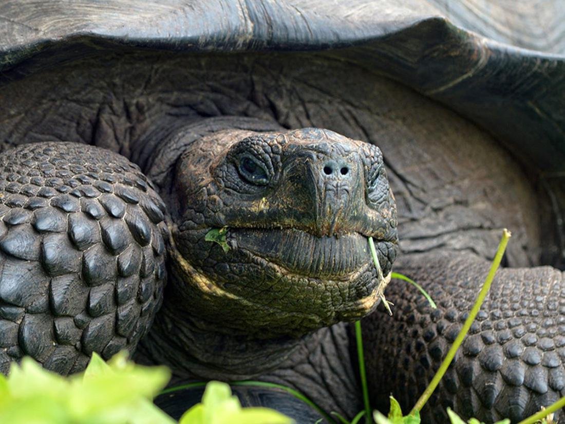 Африканская шпороносная черепаха