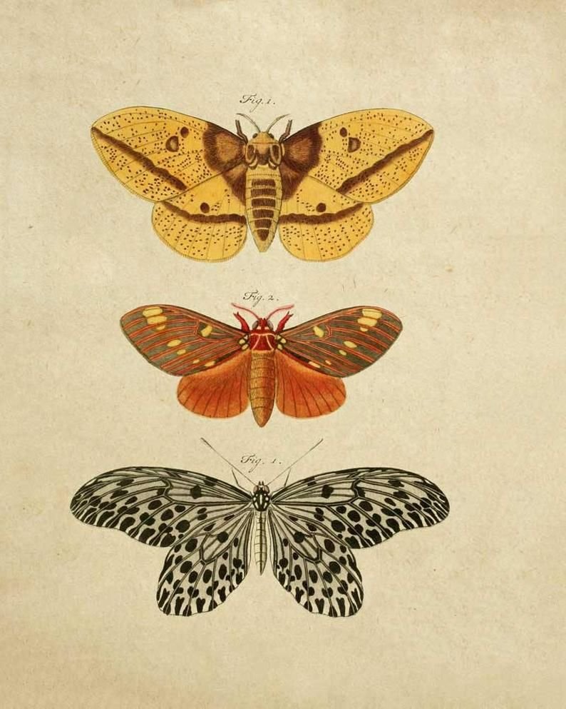 Бабочки плакат