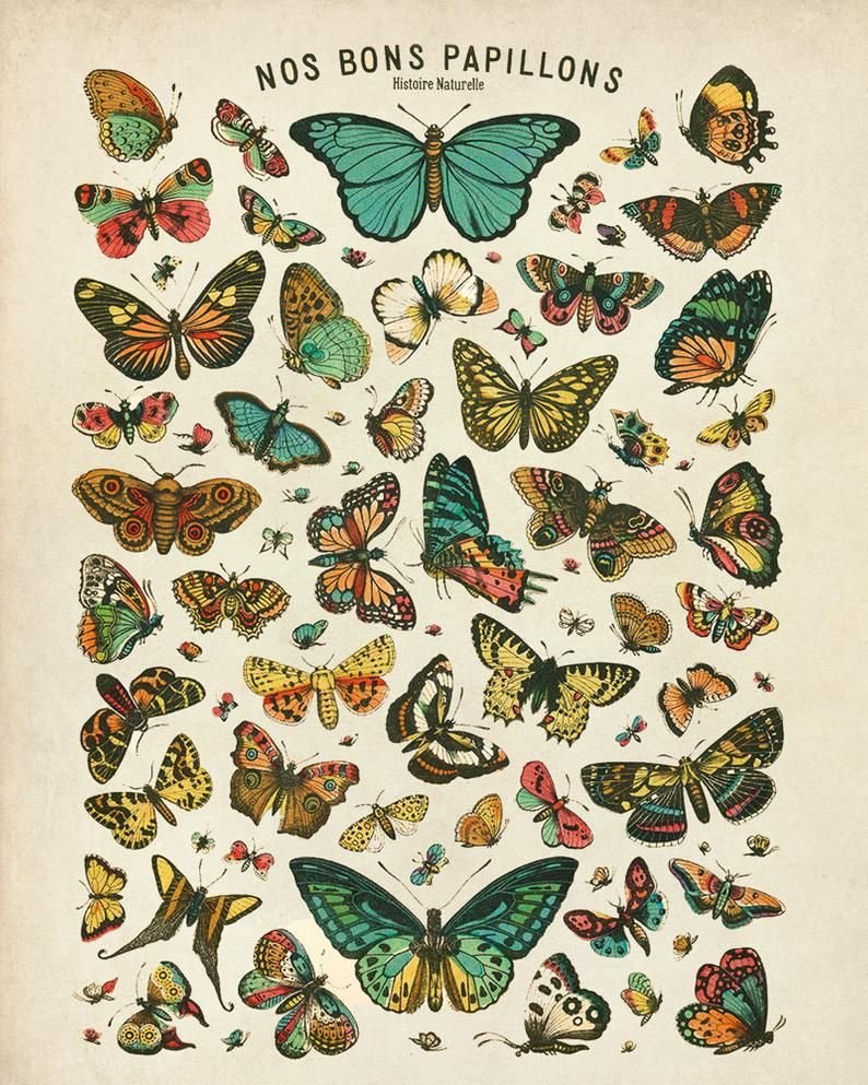 Постер бабочки