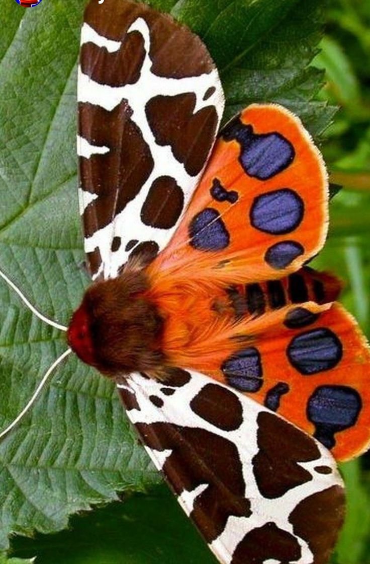 Гималайская пятнистая Королевская бабочка