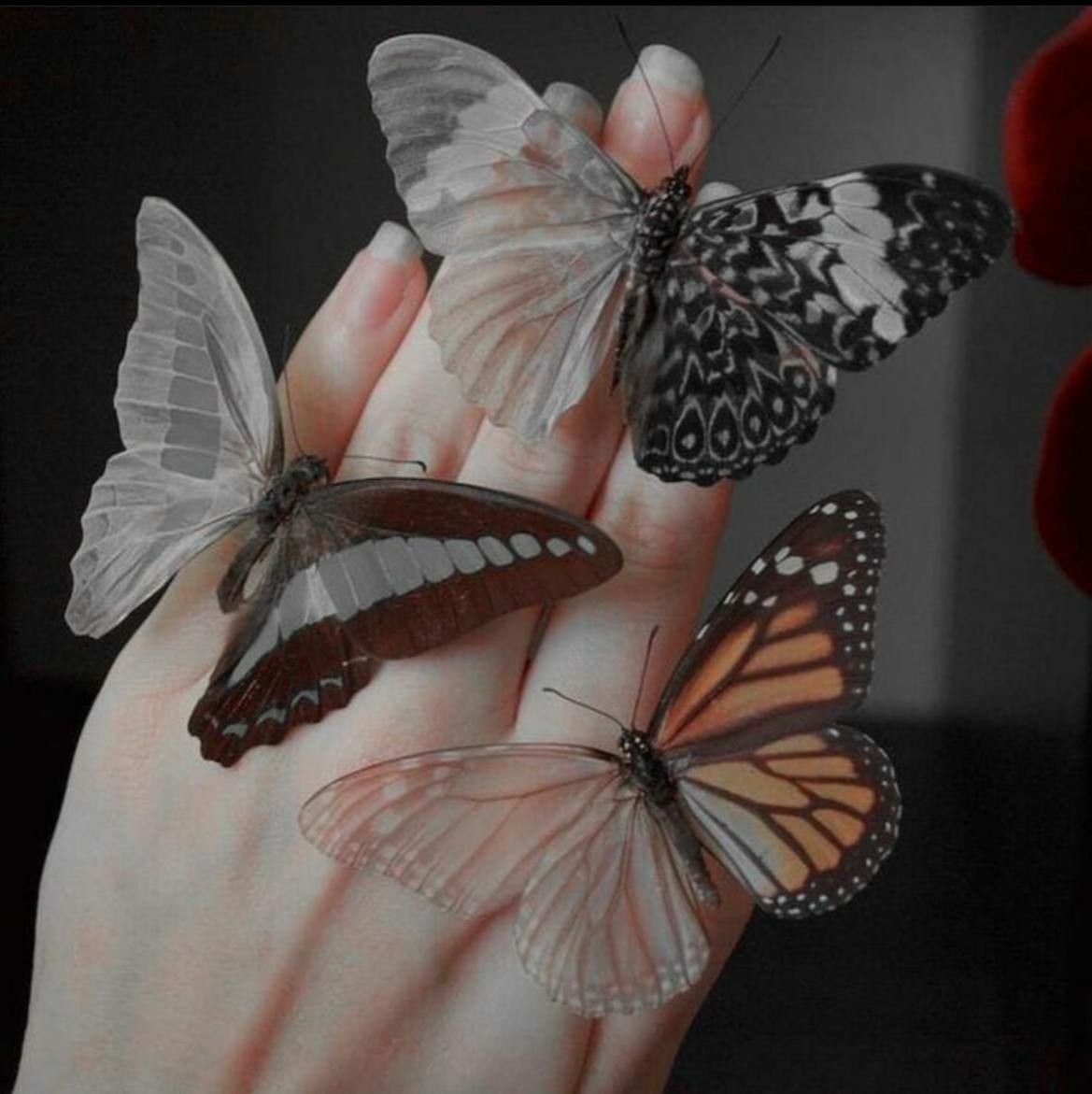 Эстетичные бабочки