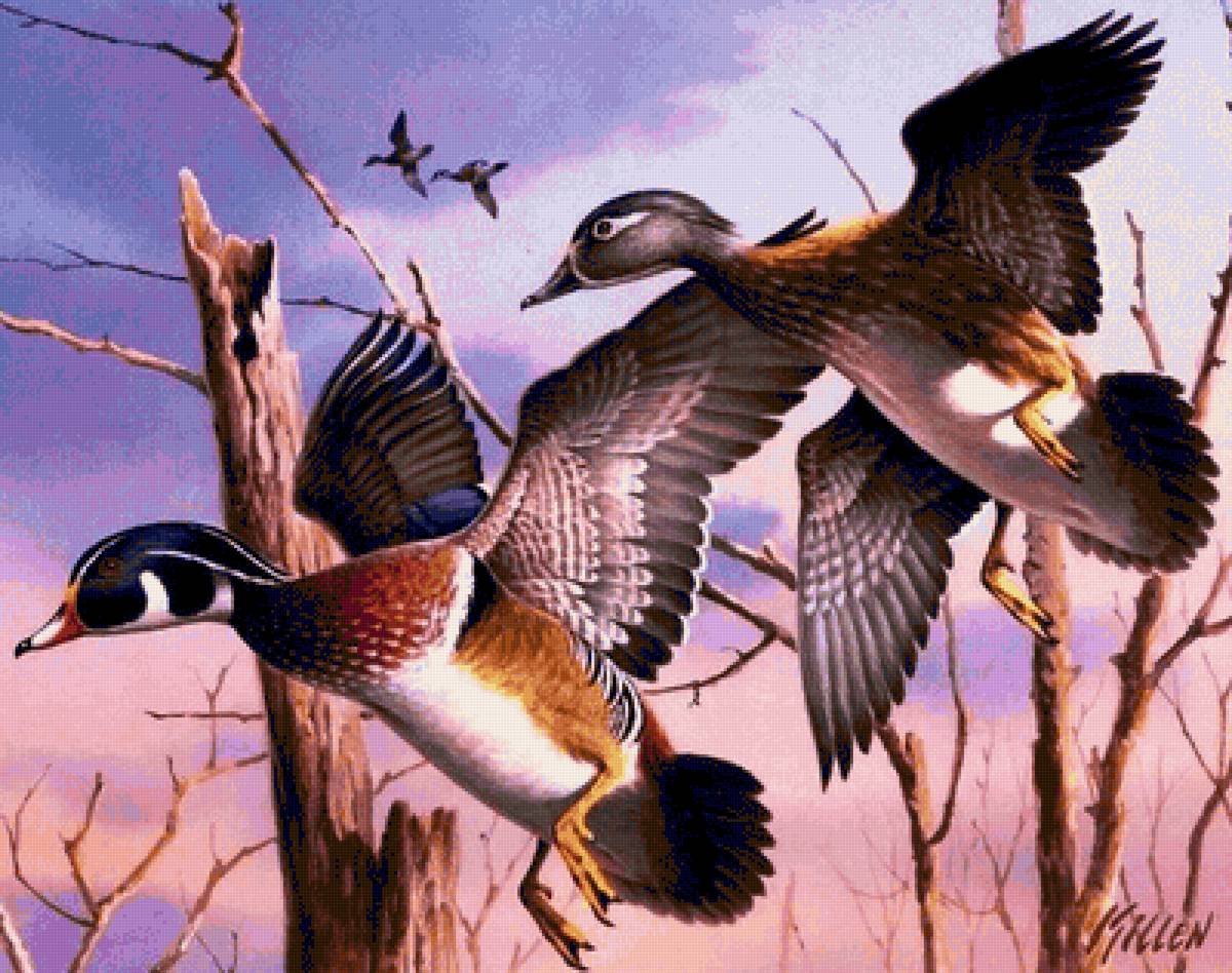 Дикие утки живопись