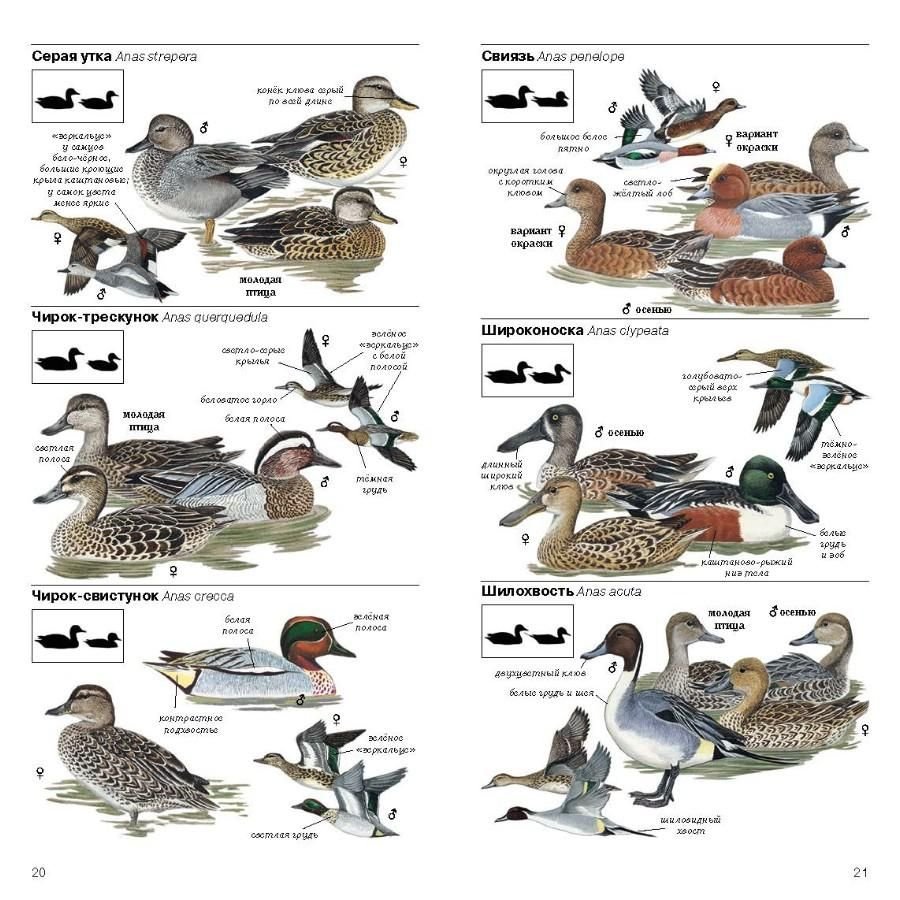 Водоплавающие птицы Ленинградской области определитель
