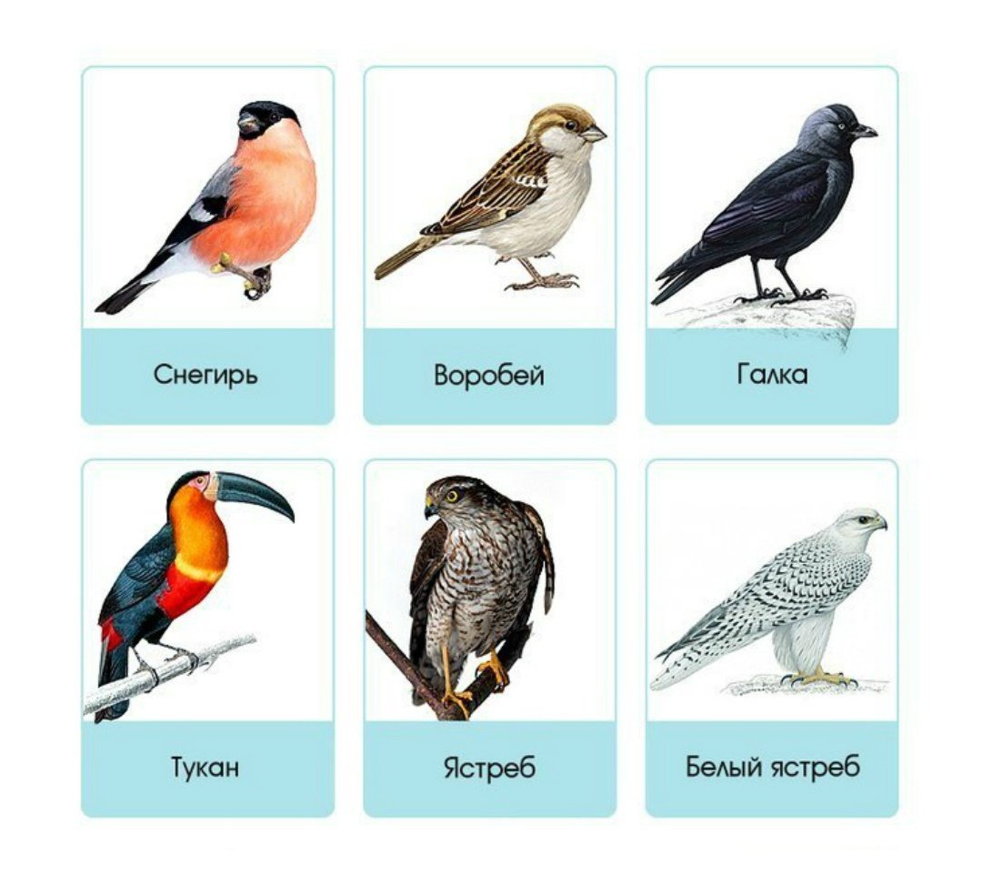 Карточки Дикие птицы