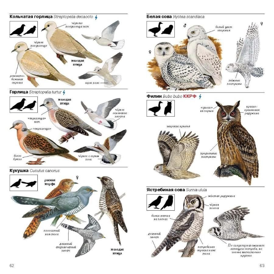 Атлас определитель птиц Урала