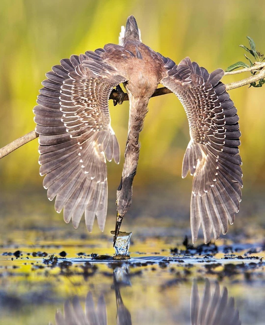 Уникальные птицы