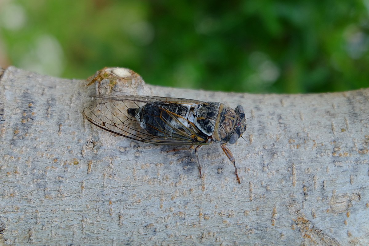 Цикада обыкновенная