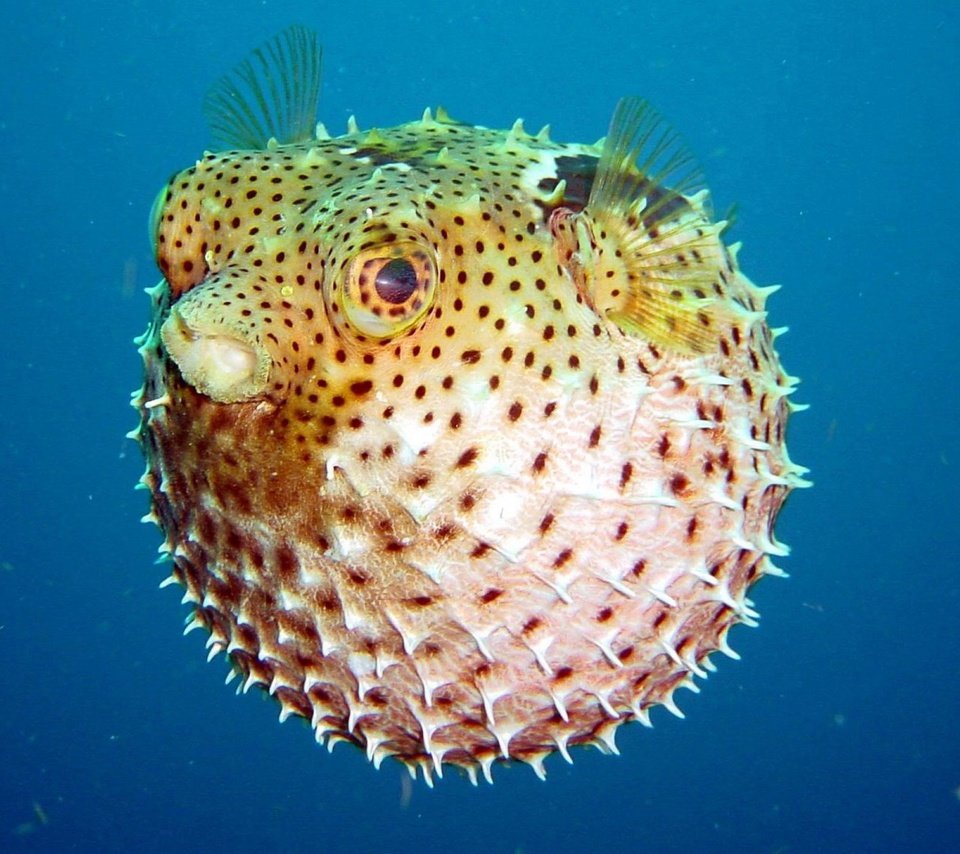 Рыба иглобрюх мультфильм