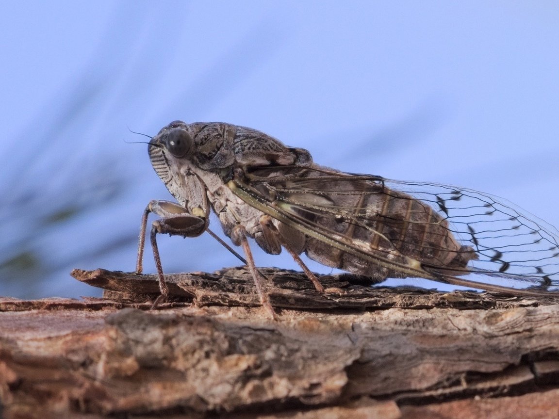 Цикады в Геленджике