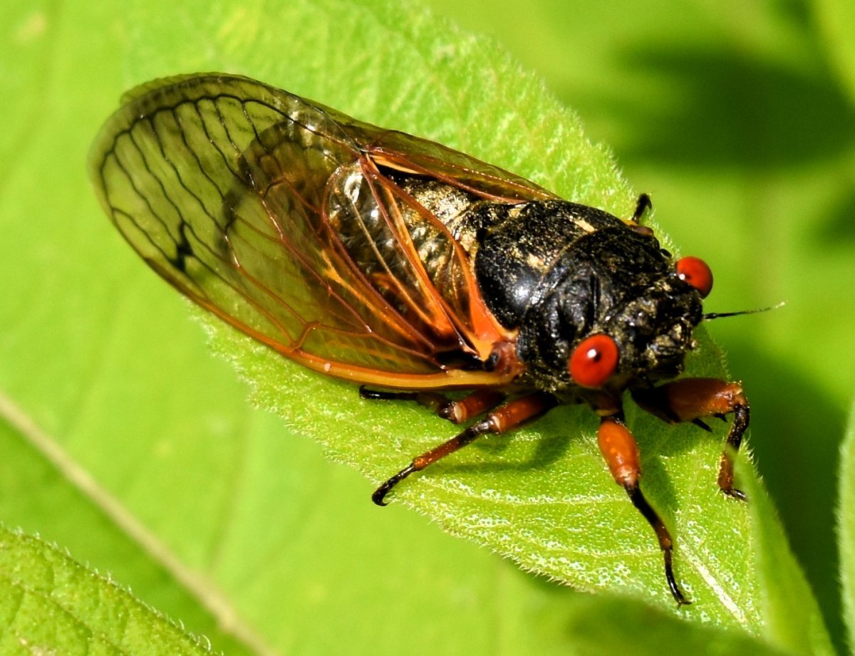 Magicicada septendecim