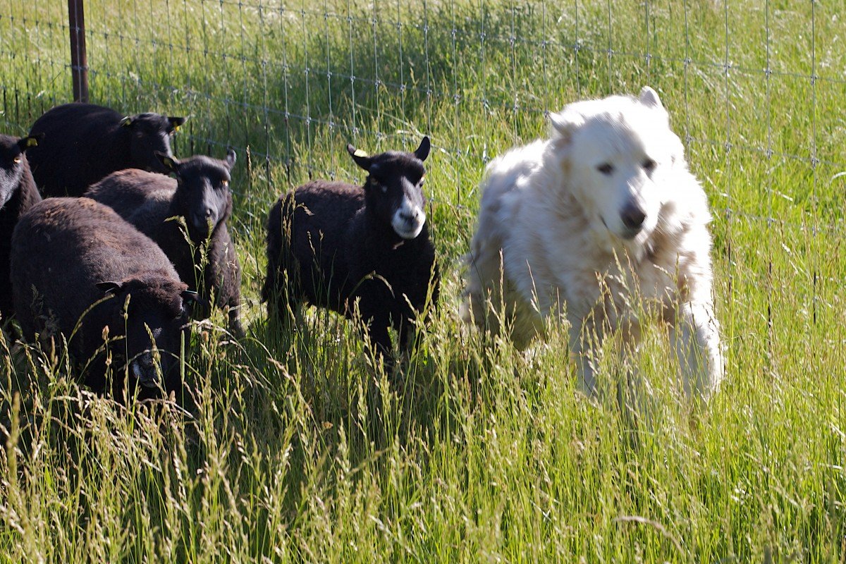 Алабай пасет овец