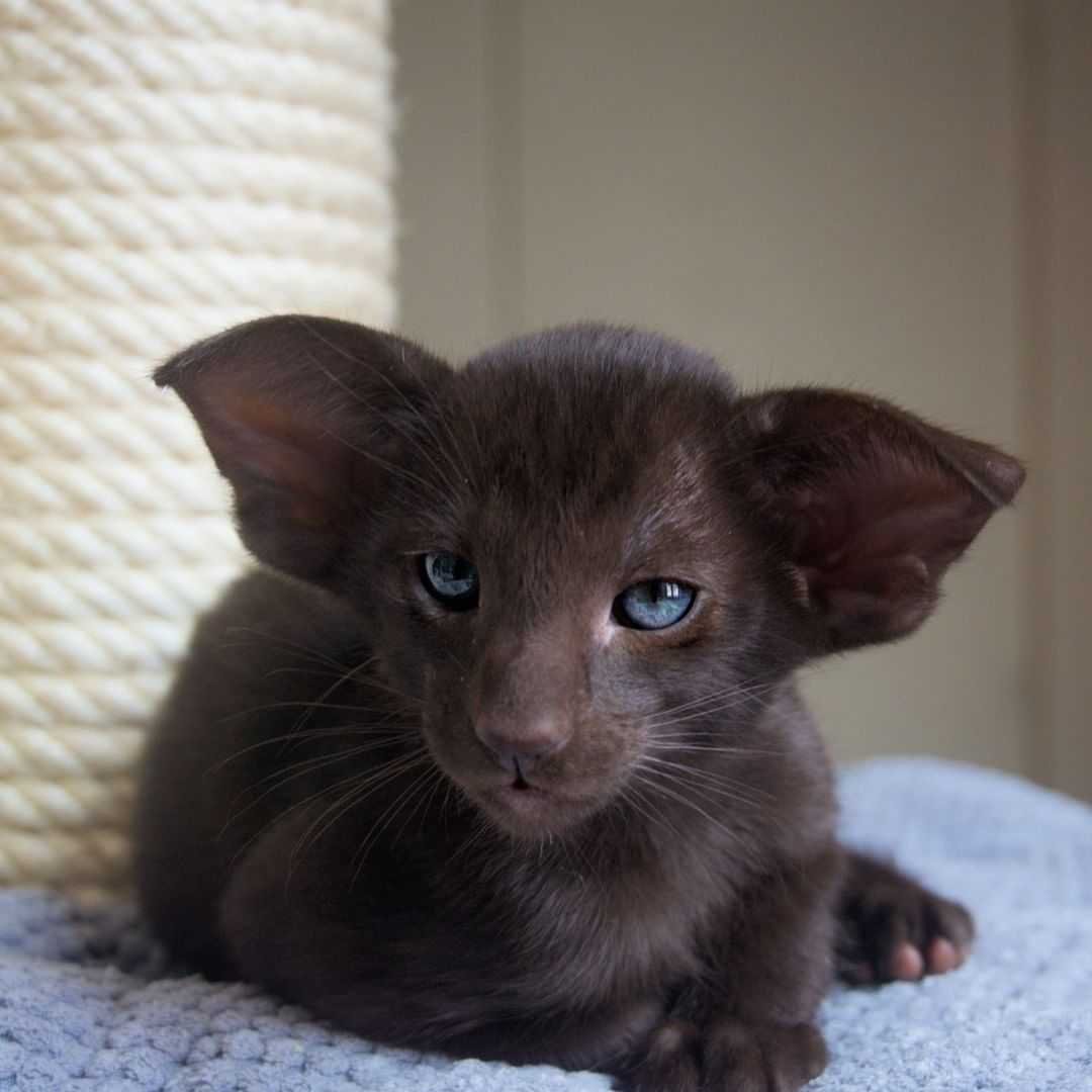 Ориентальные котята ушастые