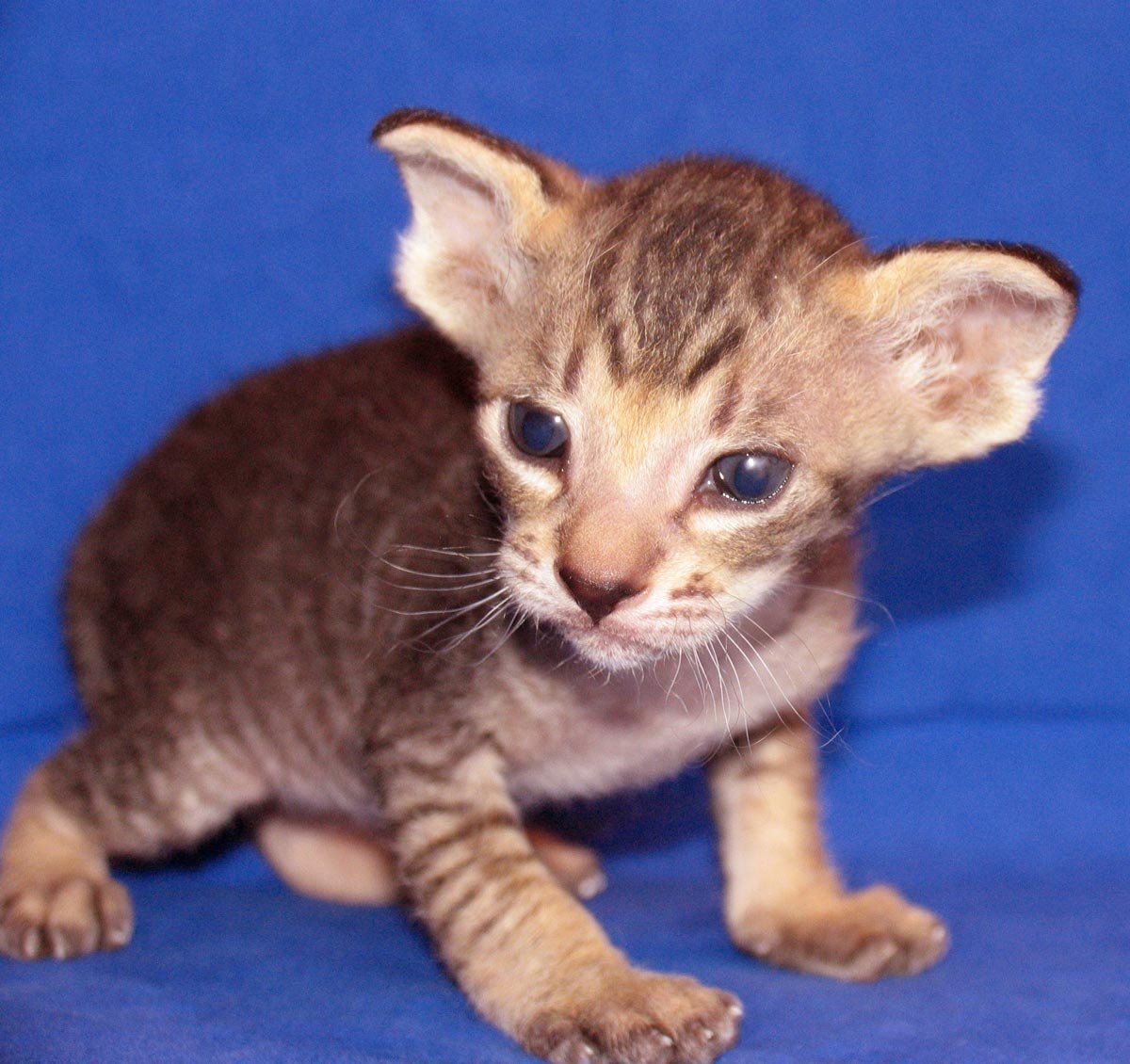 Кошки маленькие лопоухие