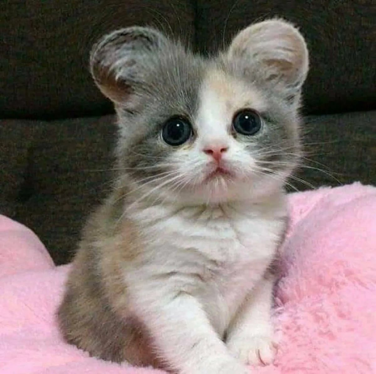 Манчкин кинкалоу