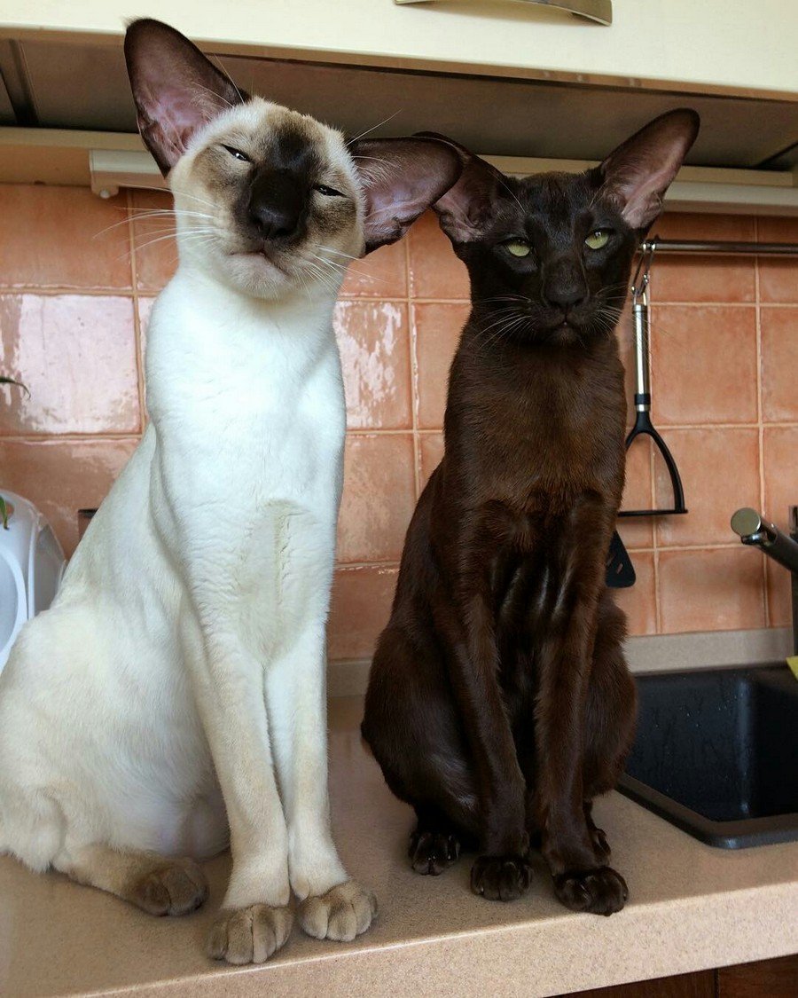 Лопоухие коты