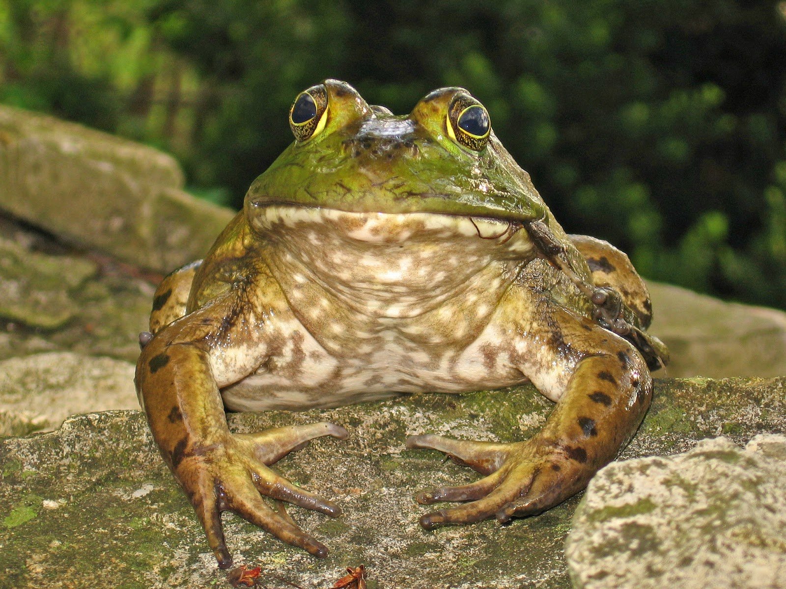 2009 лягушка. Водонос лягушка череп. Лягушка сидящая. Жаба сидит. Канадская жаба.