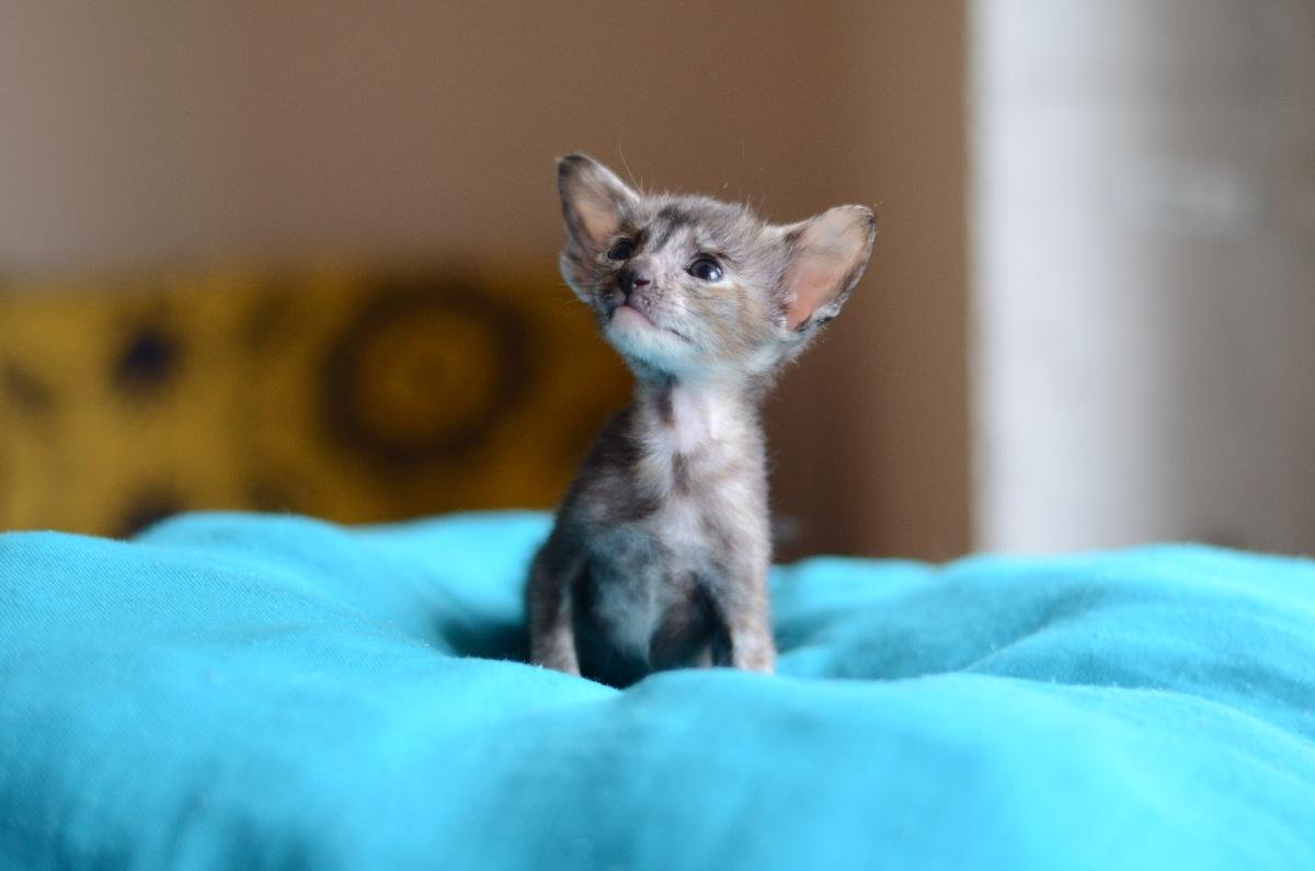 Кошка Ориентал котенок