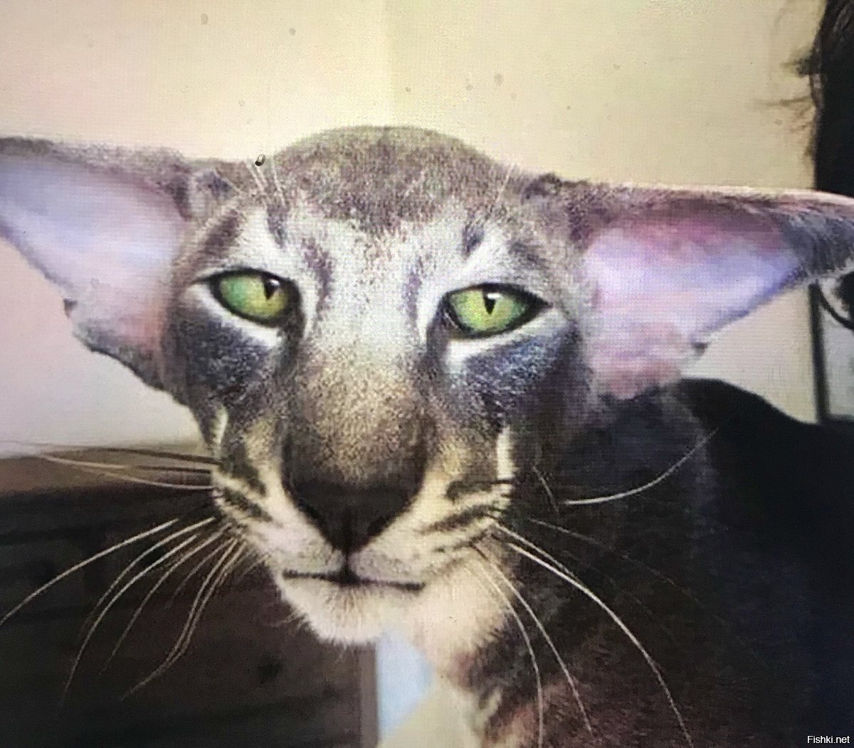 Коты ориенталы грузины