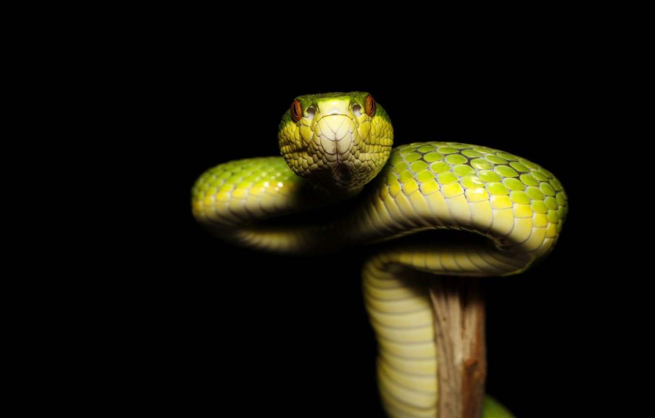 Змея на заставку телефона. Ботропс змея зелёная. Морда змеи. Змея на черном фоне. Змея обои.