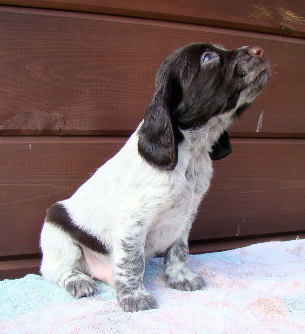 Вельш-спрингер-спаниель питомник