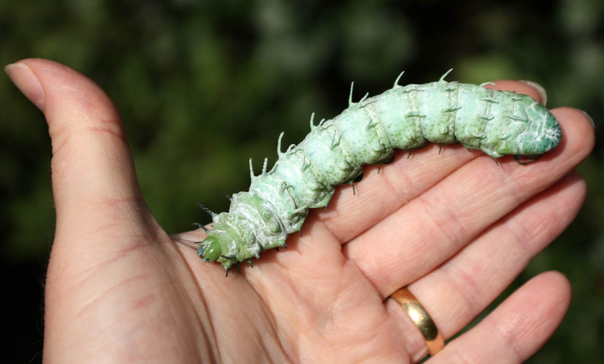 Мохнатая гусеница шелкопряд