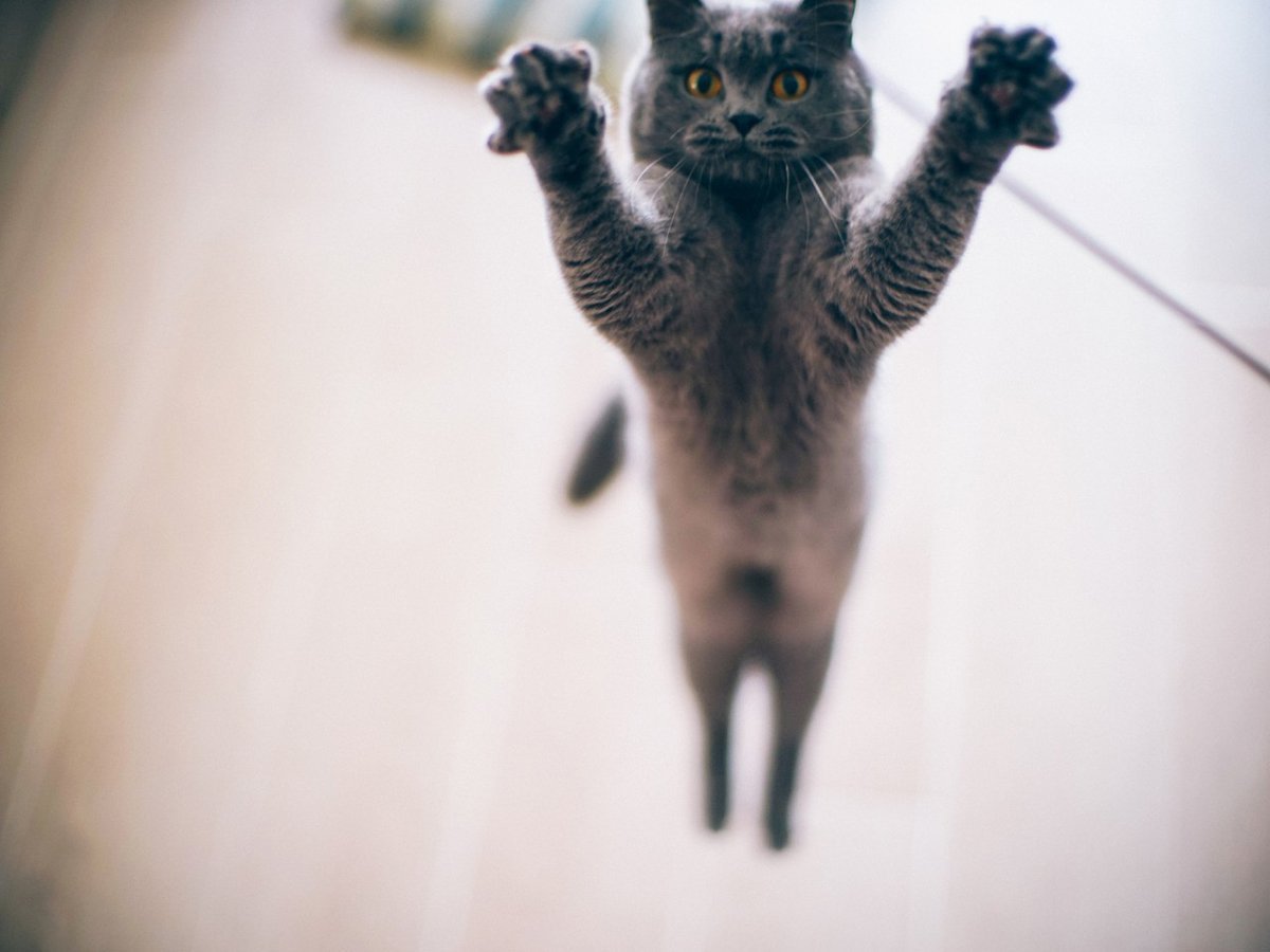 Кошка охотится на птиц