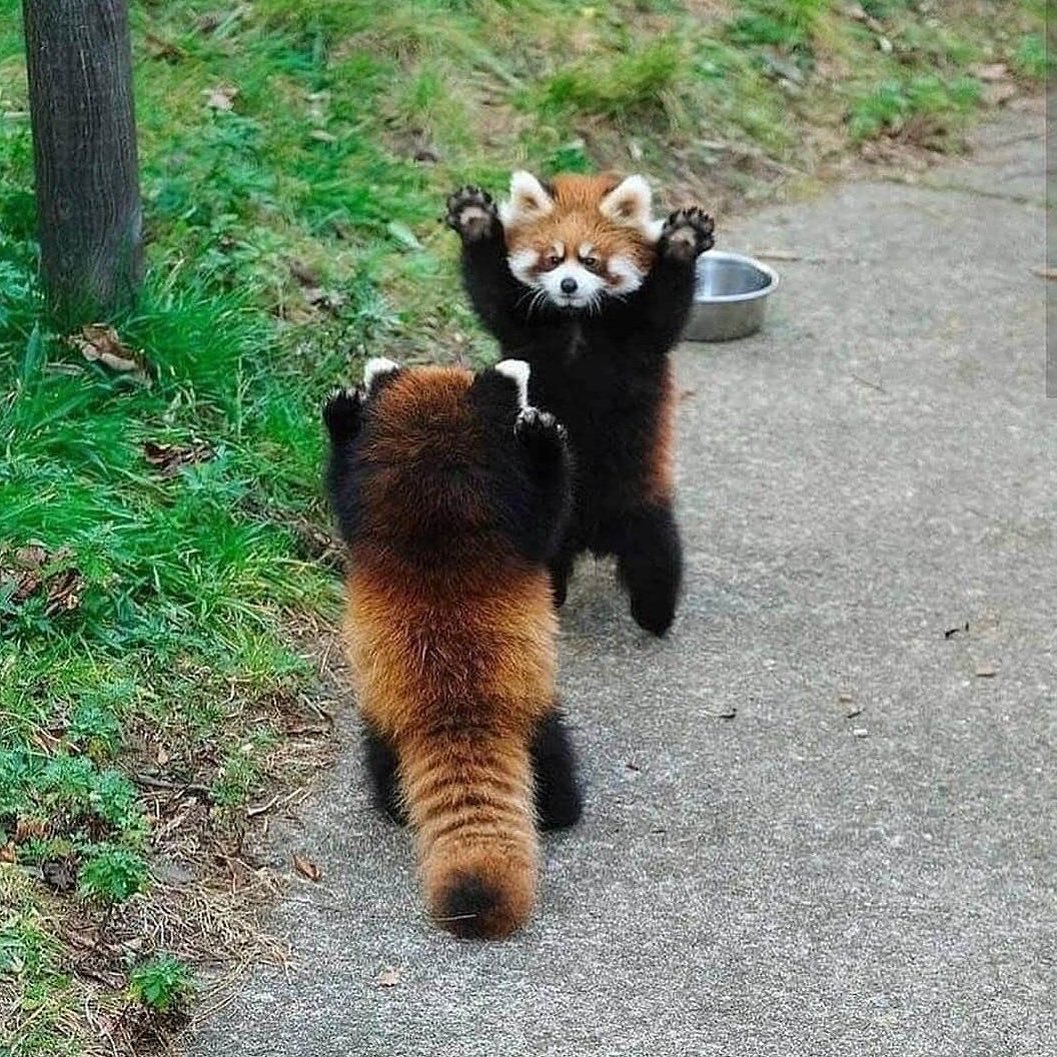 Кошка выгибает спину