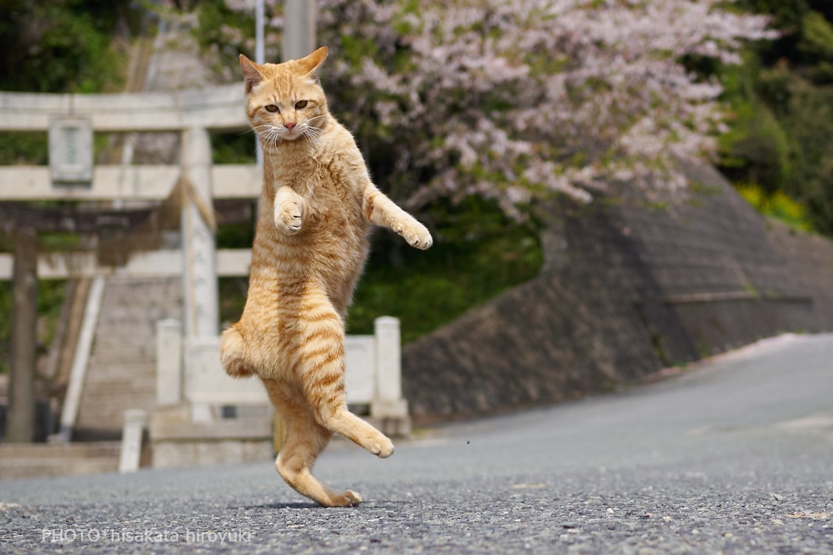 Кошка в полёте