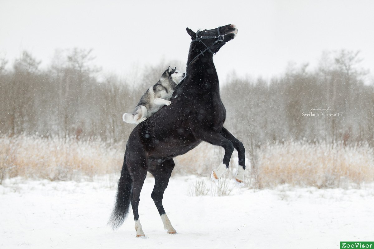 Дикий рыжий кот