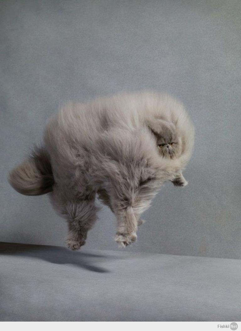 Красная Панда на задних лапах