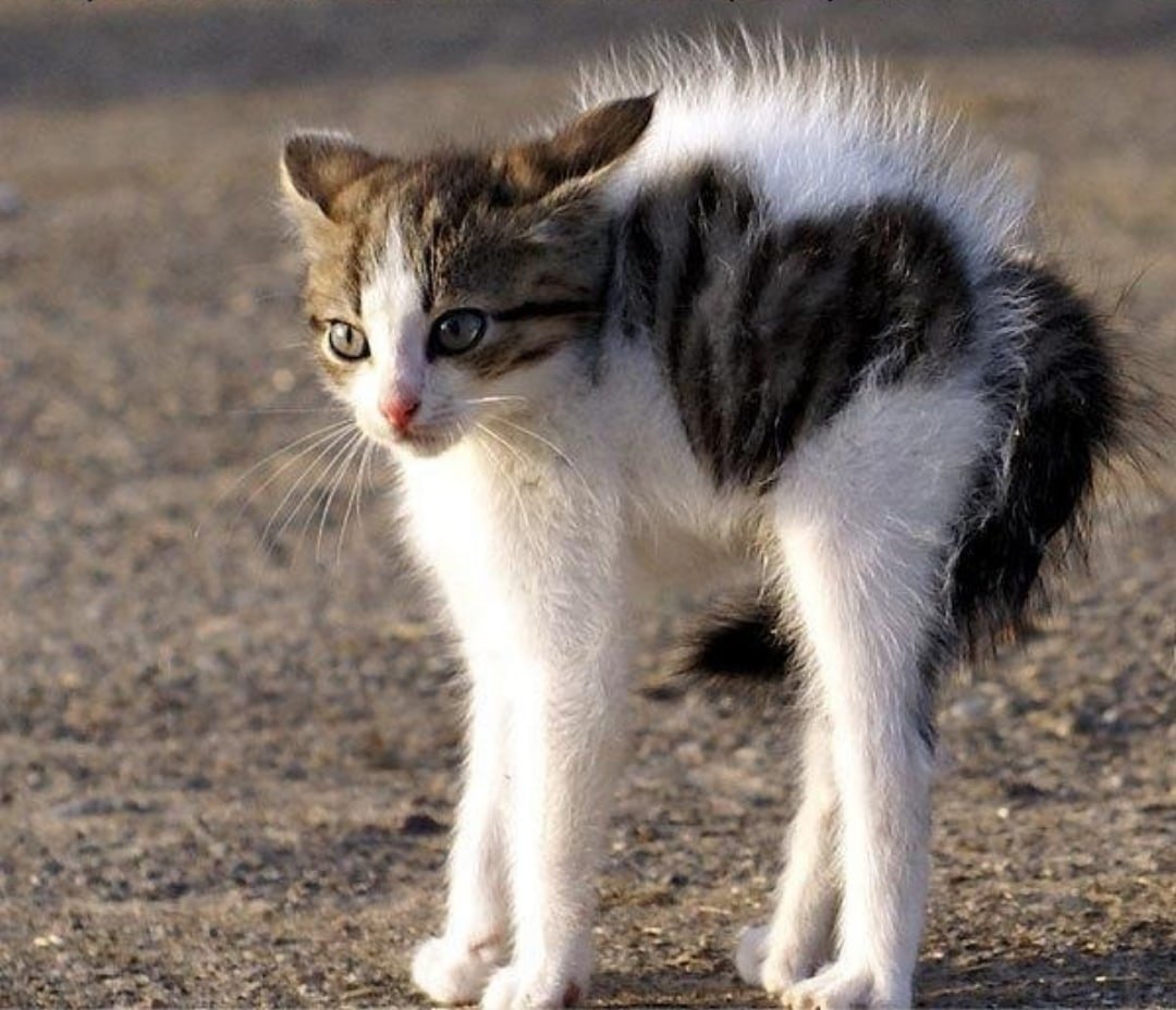 Кошка шерсть дыбом