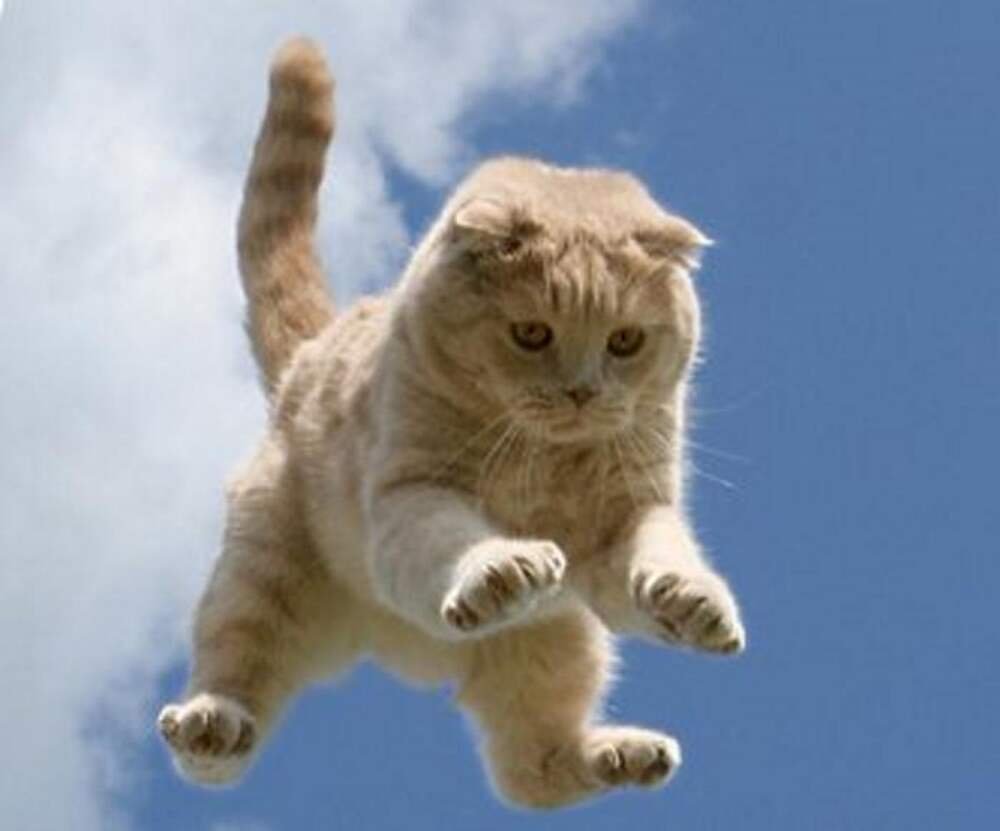 Счастливые животные