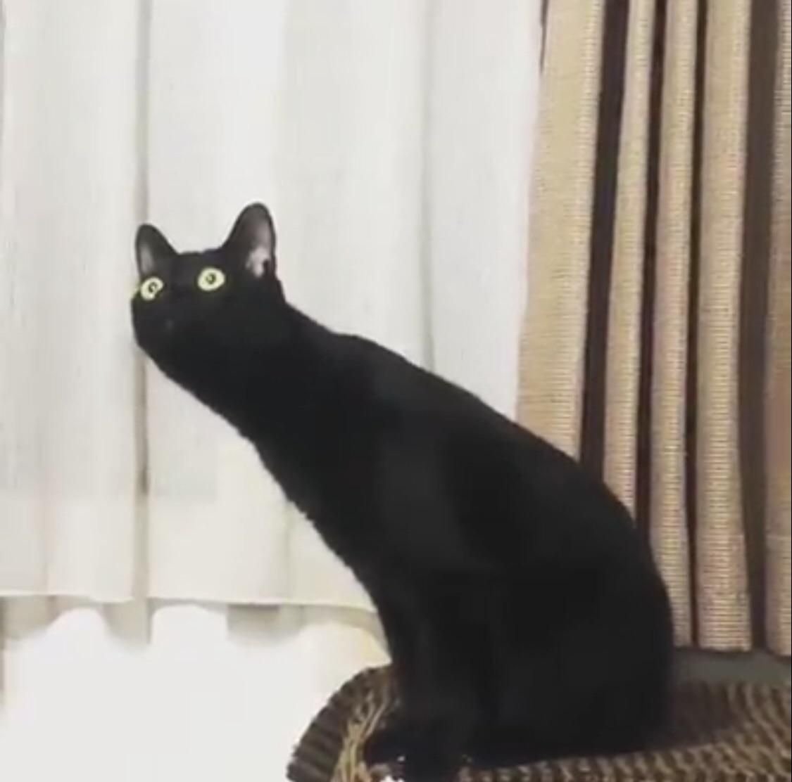 Кошка бегает