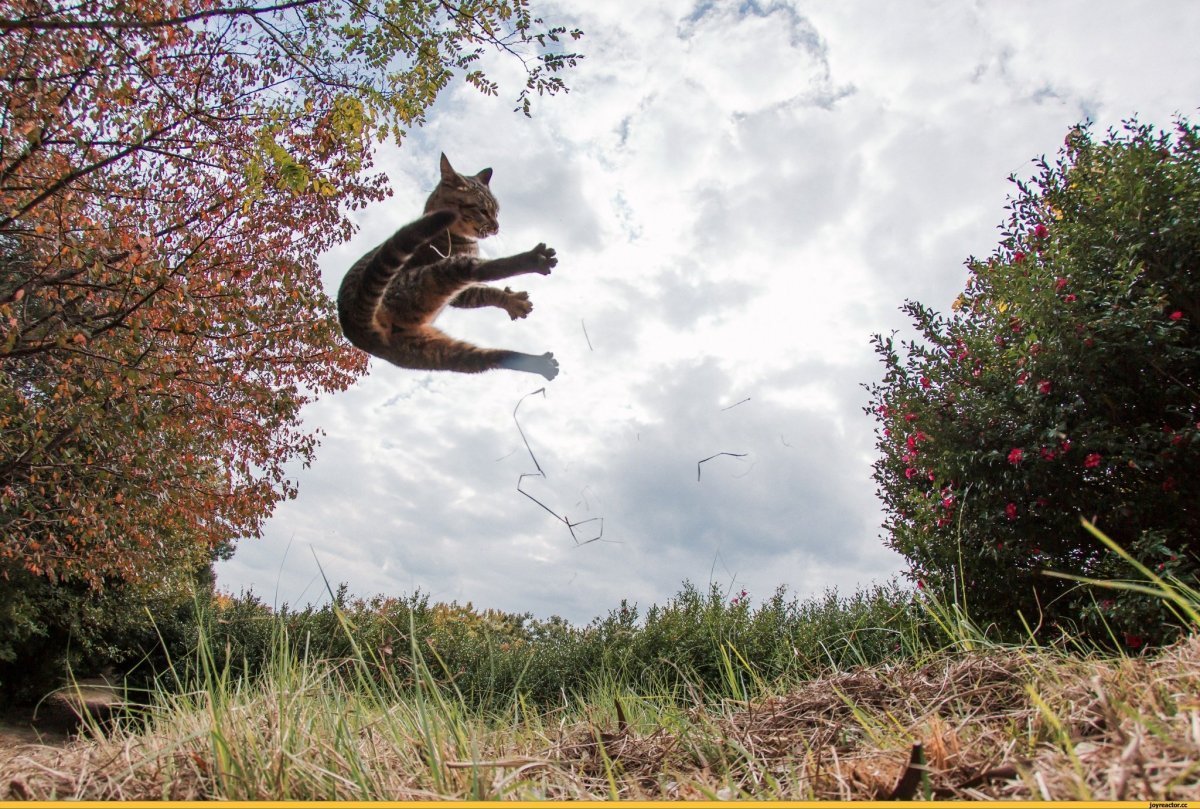 Кошка дыбом