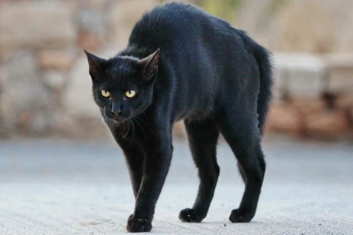 Кошка в прыжке