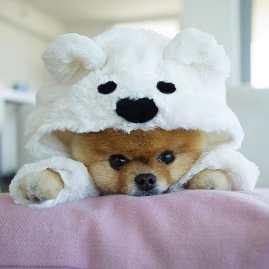 Померанский шпиц jiffpom белый