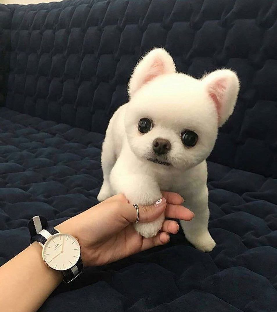 Собачка похожая на мишку