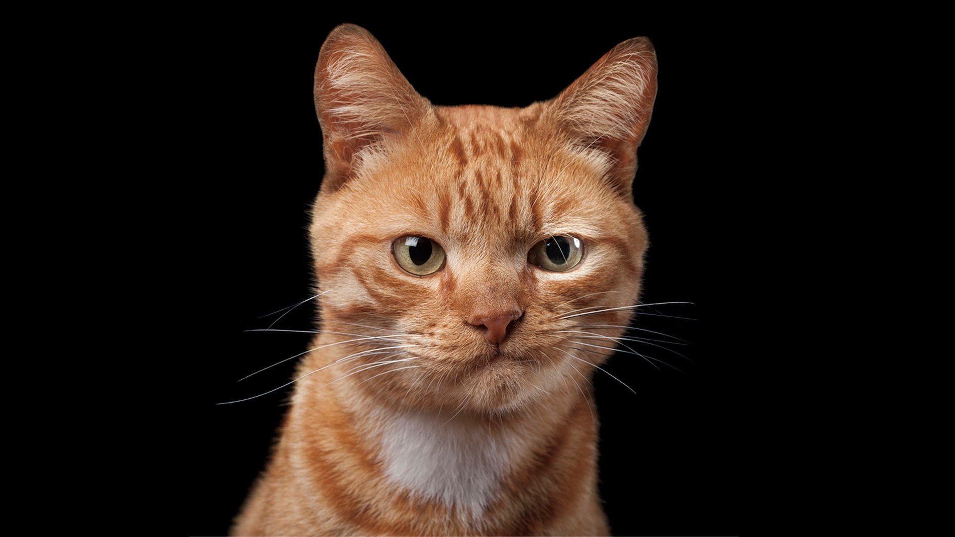 Бесстыжий кот. Наглый кот. Кот скептик. Рыжие коты. Рыжий кот с ухмылкой.