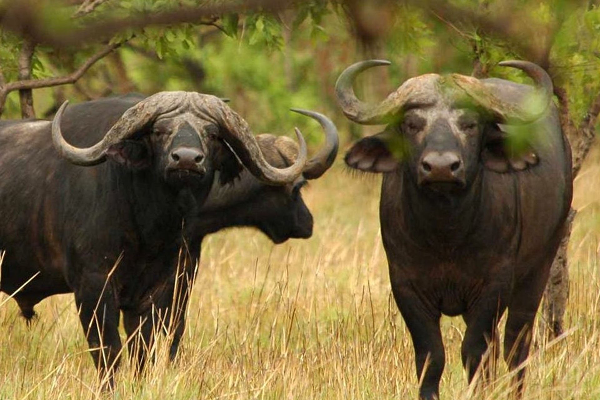 Мир животных буйволы. Национальный парк Серенгети Буйволы. Кафрский буйвол. Буйволы Танзании. Капский буйвол.