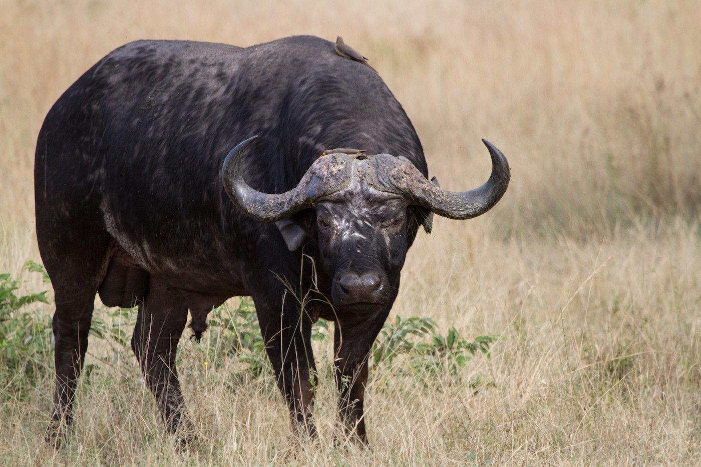 Мир животных буйволы. Кафрский буйвол. Африканский буйвол. Капский буйвол. Африканский бык Буффало.